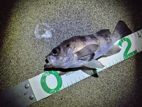 シロメバルの釣果