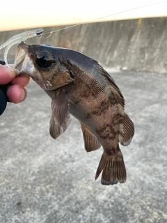 メバルの釣果