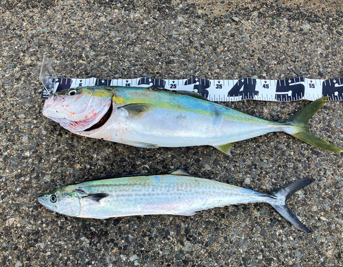 ハマチの釣果