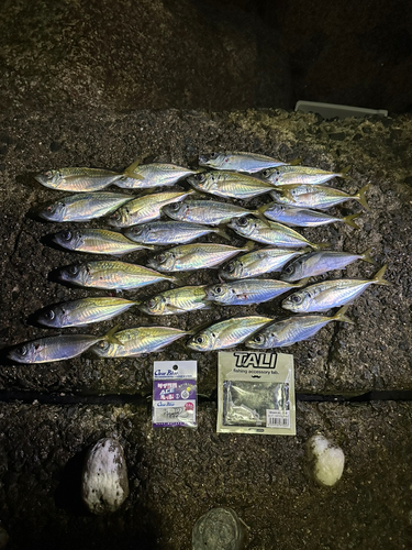 アジの釣果