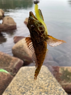 アナハゼの釣果