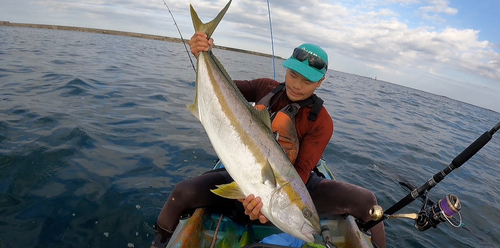 ヒラマサの釣果