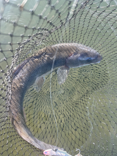 コイの釣果