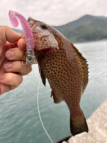 ハタの釣果