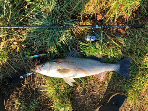 スズキの釣果