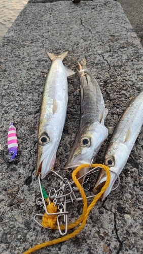 カマスの釣果