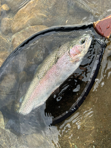 ニジマスの釣果