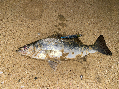 ヒラスズキの釣果