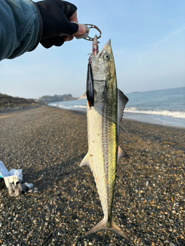 サゴシの釣果