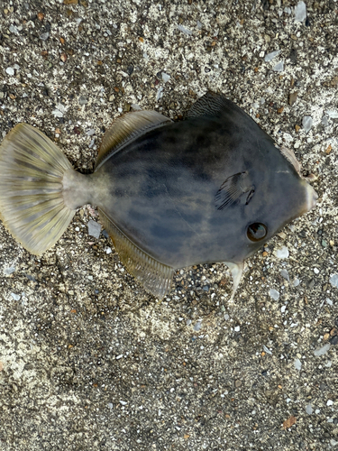 カワハギの釣果