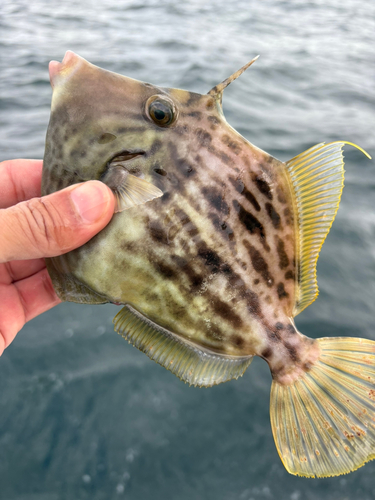 カワハギの釣果