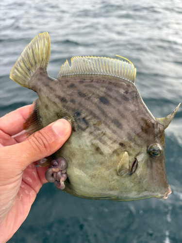 カワハギの釣果