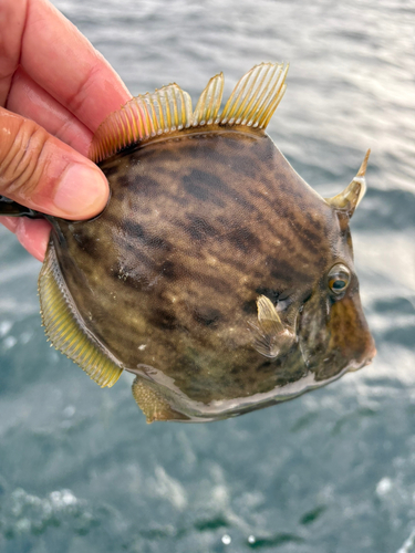 カワハギの釣果