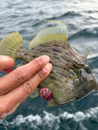 カワハギの釣果