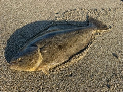 ヒラメの釣果