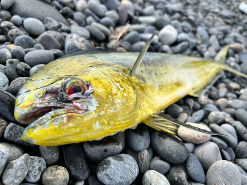 シイラの釣果