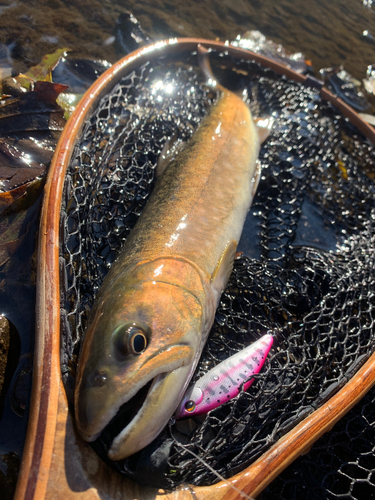 アメマスの釣果