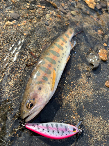 ヤマメの釣果