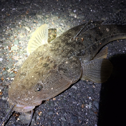 マゴチの釣果