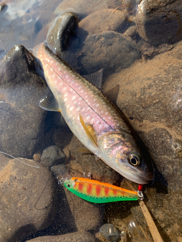 アメマスの釣果