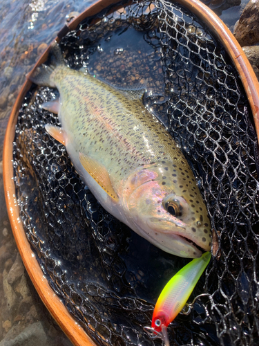 ニジマスの釣果