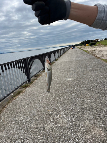 セイゴ（マルスズキ）の釣果