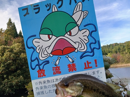 ブラックバスの釣果