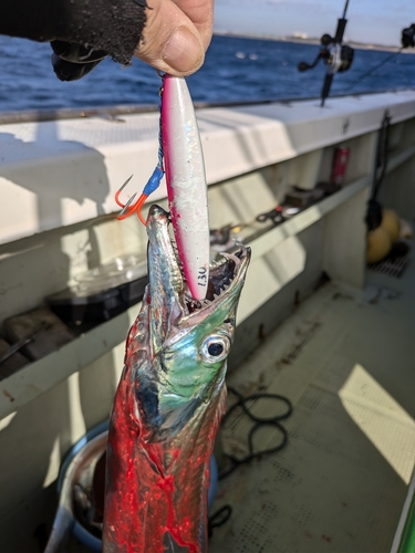 タチウオの釣果