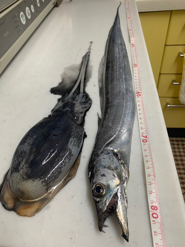 タチウオの釣果