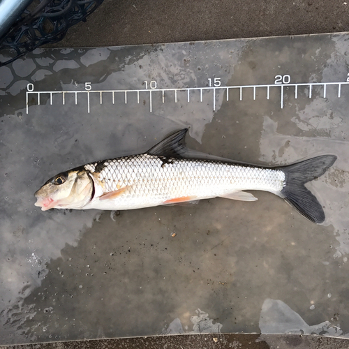 ニゴイの釣果