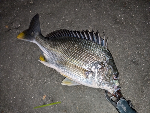 キビレの釣果