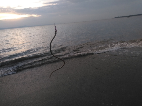 ダイナンウミヘビの釣果