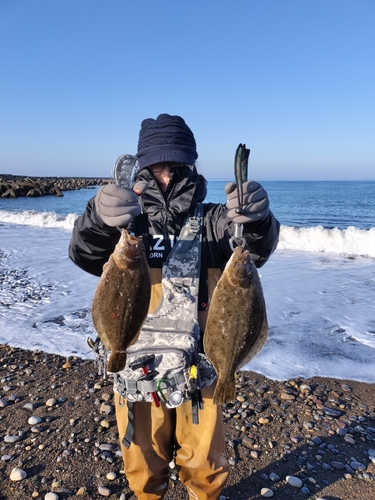 ヒラメの釣果