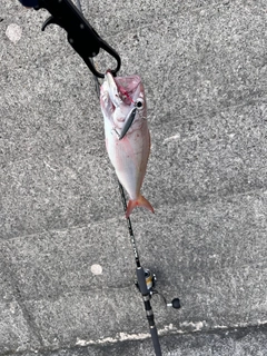 オオグチイシチビキの釣果