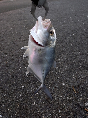 メッキの釣果