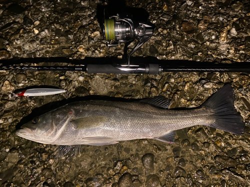 シーバスの釣果