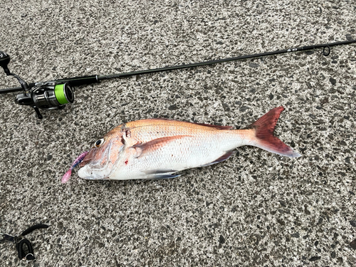 タイの釣果