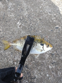 アイゴの釣果