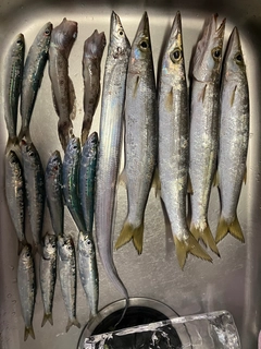 カマスの釣果