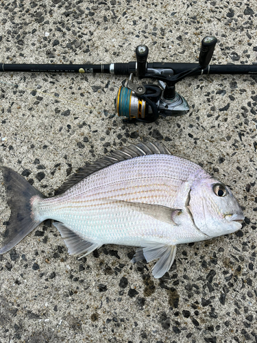 ヘダイの釣果