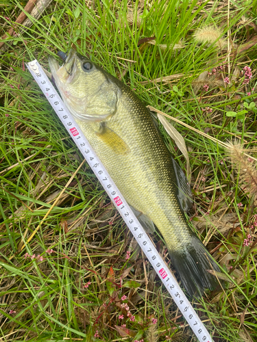 ブラックバスの釣果