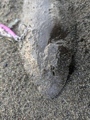 シタビラメの釣果