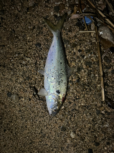 コノシロの釣果