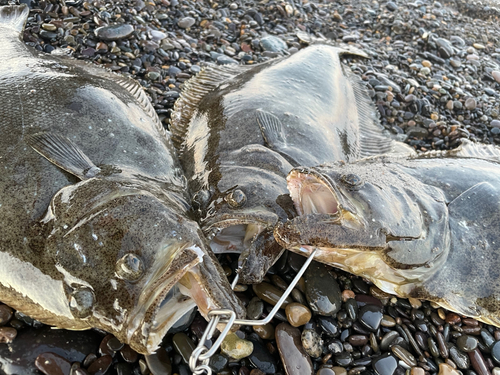 ヒラメの釣果