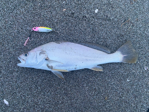 ニベの釣果