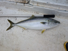 ブリの釣果