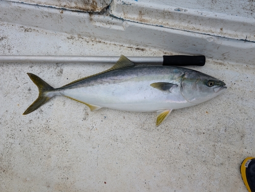 ブリの釣果