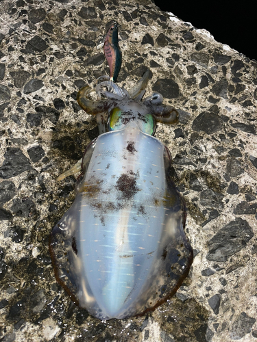 鹿児島湾南部