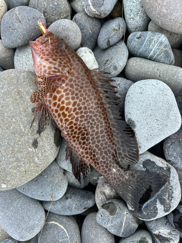 オオモンハタの釣果