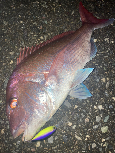 マダイの釣果